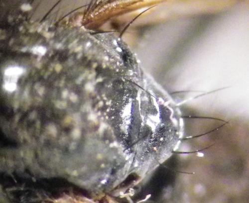 Rhamphomyia sulcata